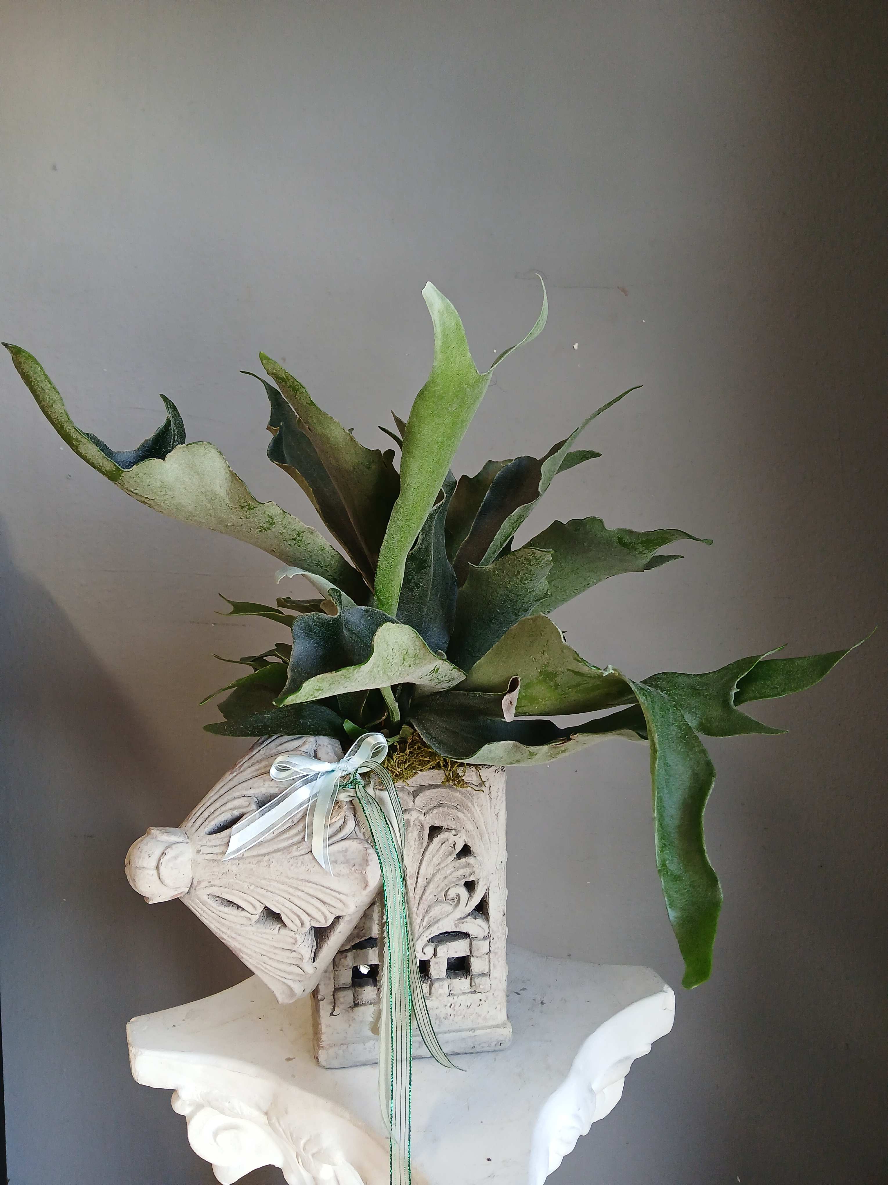 Potted staghorn fern in a decorative carved planter with ribbon
