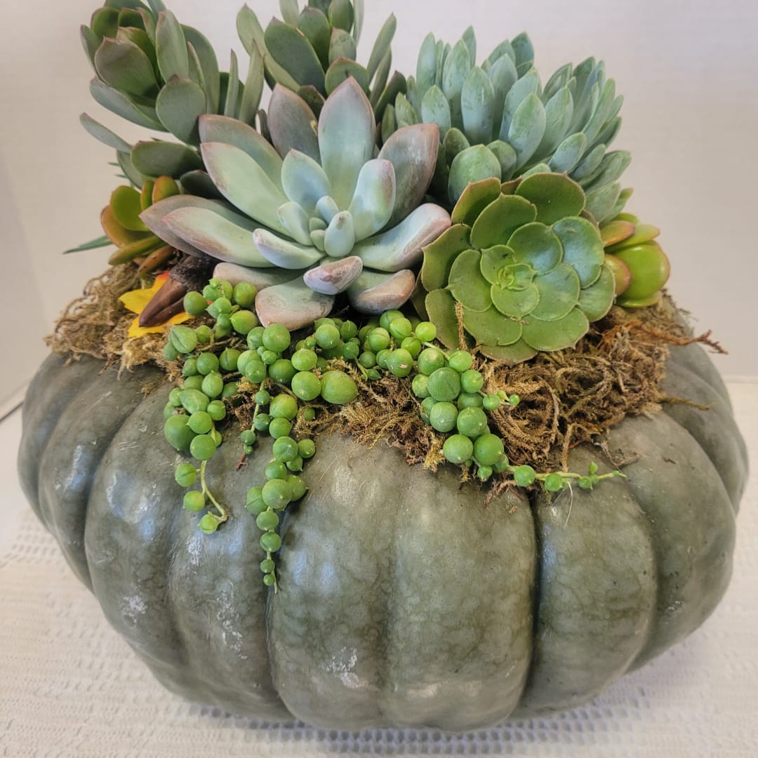 Succulent arrangement in a gray pumpkin-shaped container