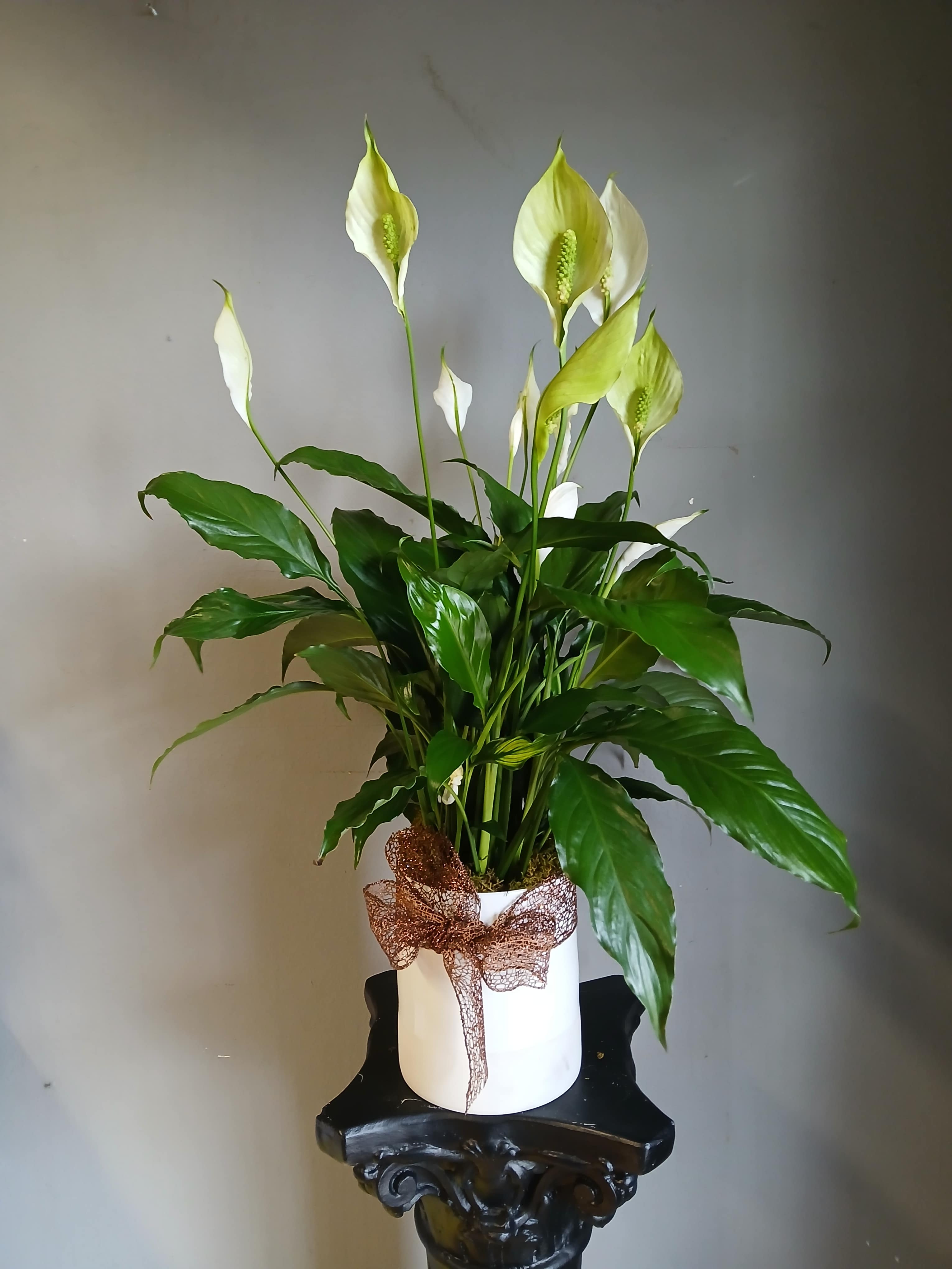 White peace lilies in a white pot with a brown ribbon bow