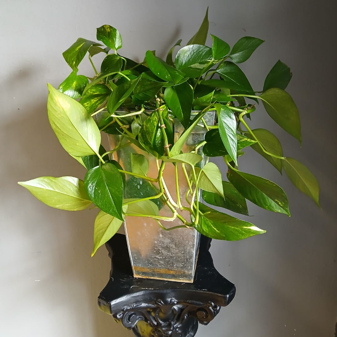 Potted pothos plant in a clear square vase on a black wall shelf