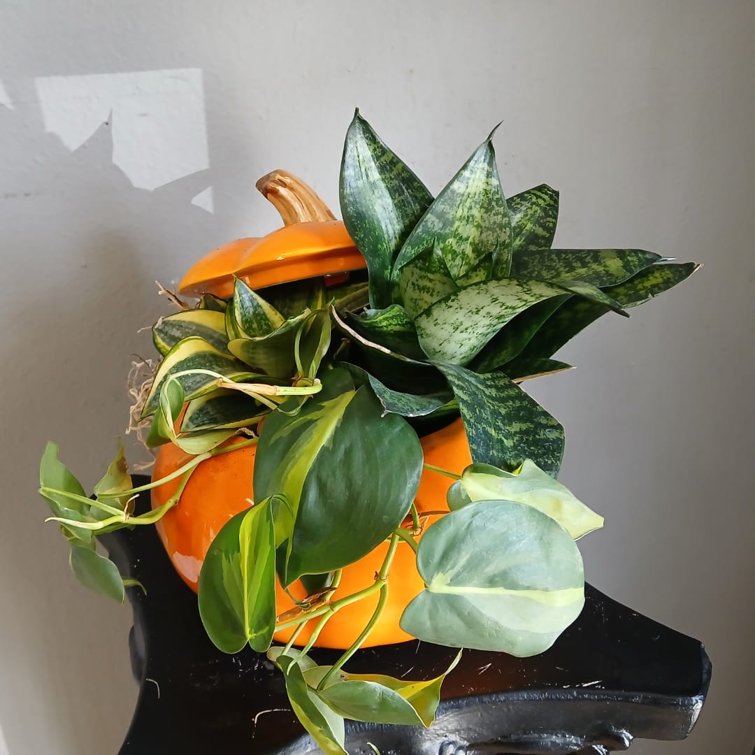 Pumpkin-shaped planter with assorted green houseplants