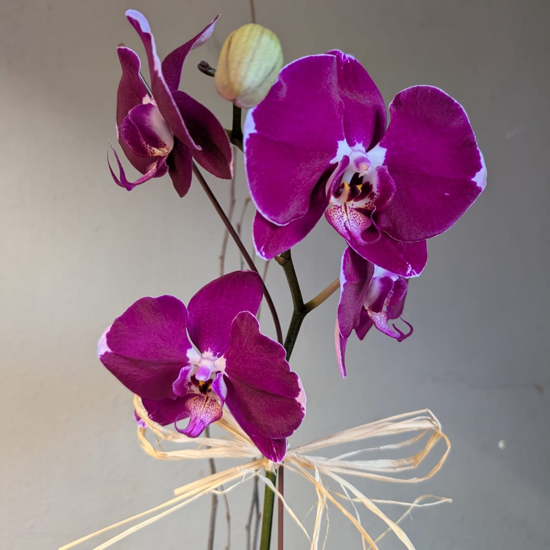 Purple orchid stems tied with a raffia bow