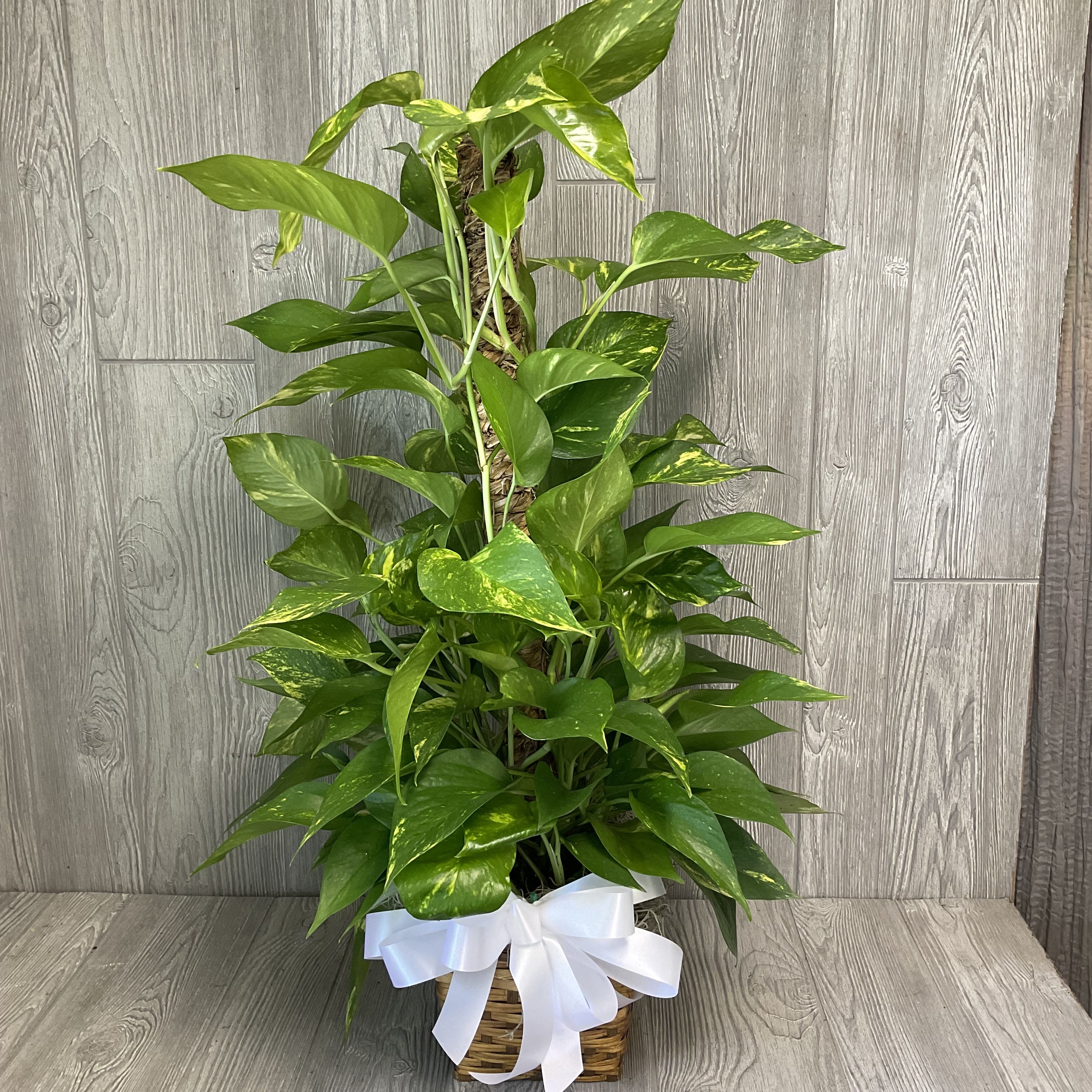 Pothos Pole Plant in Woven Basket - A tall, upward-growing pothos trained to a support pole creates an elegant column of glossy green leaves-an ideal houseplant gift for a birthday, graduation, housewarming, or a gentle get well or sympathy gesture. The slim, vertical silhouette feels polished yet relaxed, and the woven basket gives the piece a ready-to-give presentation that suits homes and offices across Gainesville, FL.  This Pothos (Epipremnum aureum) features heart-shaped, subtly variegated leaves trained to climb a central support pole and presented in a round woven basket that adds natural texture. The green foliage and white bow keep the palette calm and versatile; the plant's lifespan and low-maintenance nature make it a lasting thank-you, thinking-of-you, or just-because gift. Care is simple-water every one to two weeks, allowing the soil to dry between waterings, and keep out of direct, harsh sun to avoid yellowing leaves. The finished size and basket make it easy to place on a floor beside a sofa or in an office corner for seasonal moments like spring and summer, anniversaries, or year-round occasions.