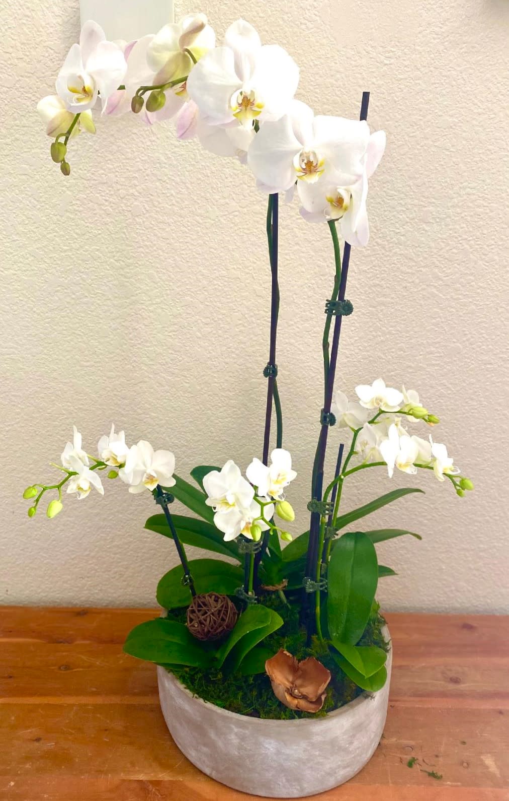 White orchids arranged in a round planter with green leaves