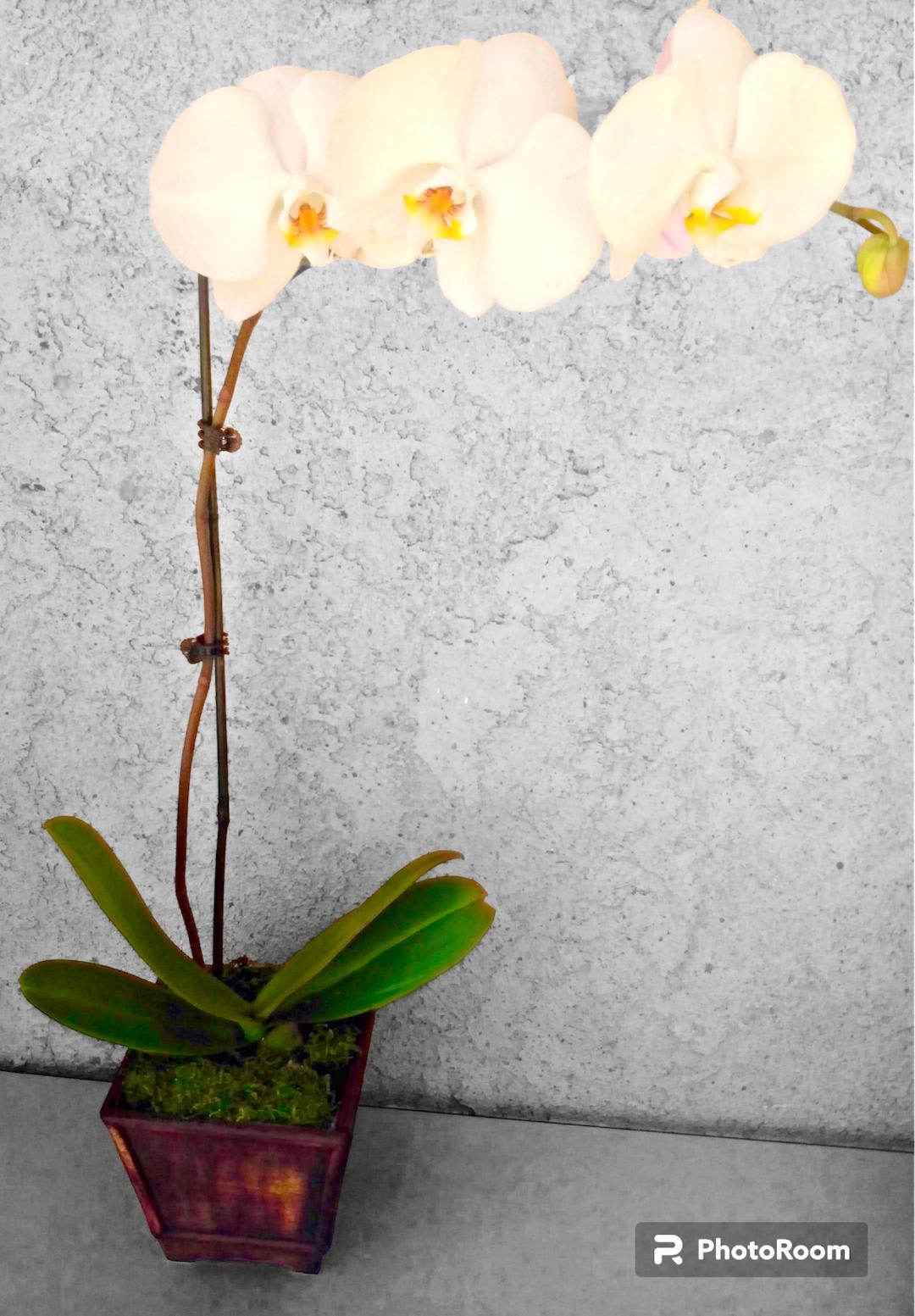 Potted white orchid with broad green leaves in a square planter