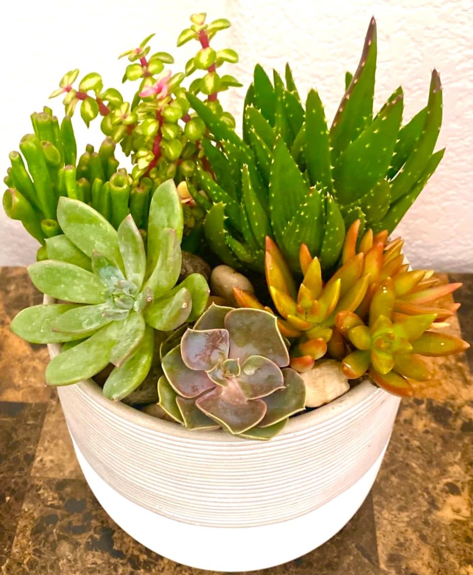 Succulent arrangement in a white ribbed pot