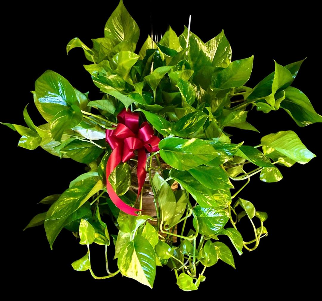 Potted pothos plant with a red ribbon bow