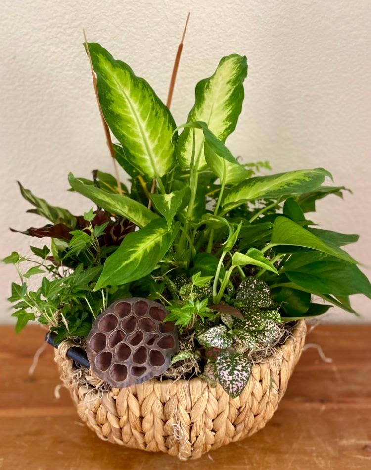 Basket planter with assorted green houseplants and a lotus seed pod