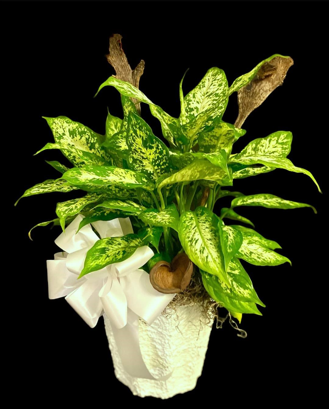 Potted green variegated plant with a white bow