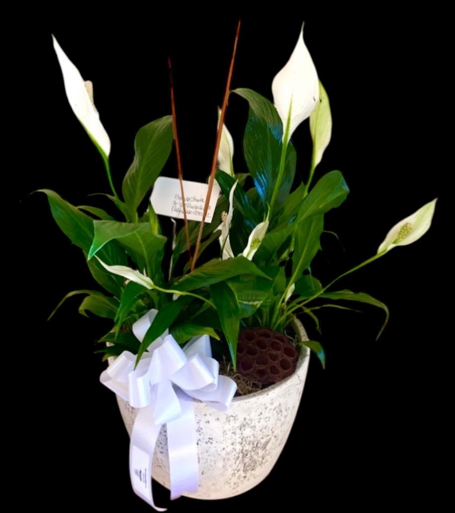 Potted peace lilies with white blooms and a white ribbon