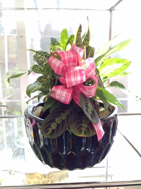 Potted houseplant arrangement with a pink plaid bow in a dark ceramic pot