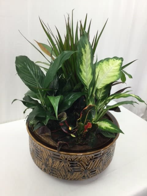 Tropical green plant arrangement in a decorative round pot
