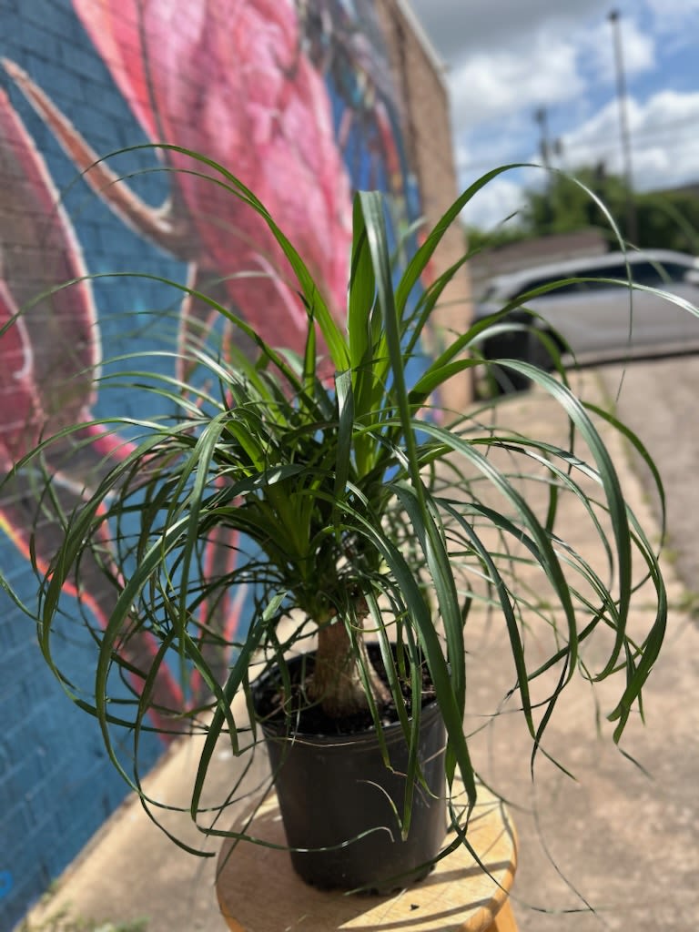 Ponytail Palm Plant - Ponytail Palm plant placed in a wicker basket and dressed with a bow. 
