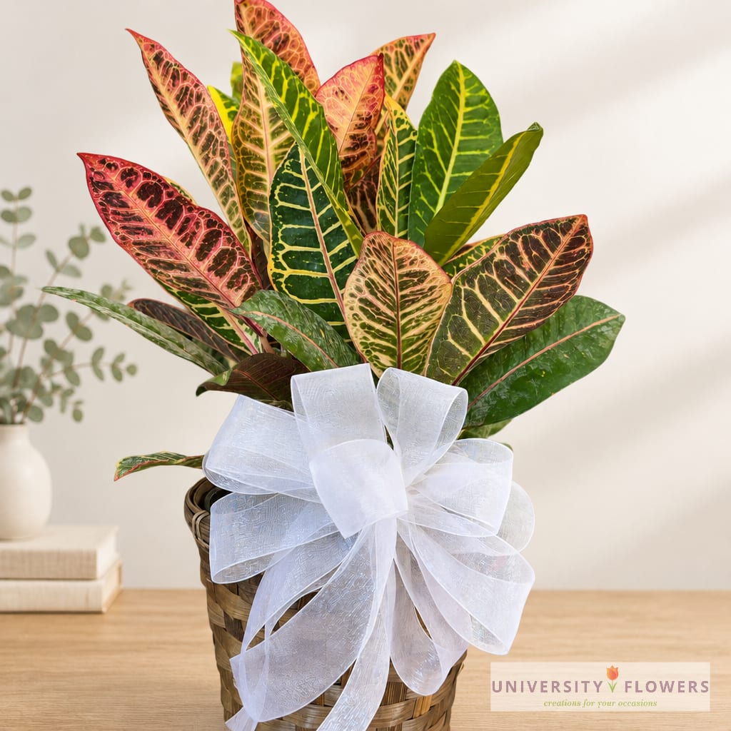 Croton plant in a woven basket with a large white ribbon bow