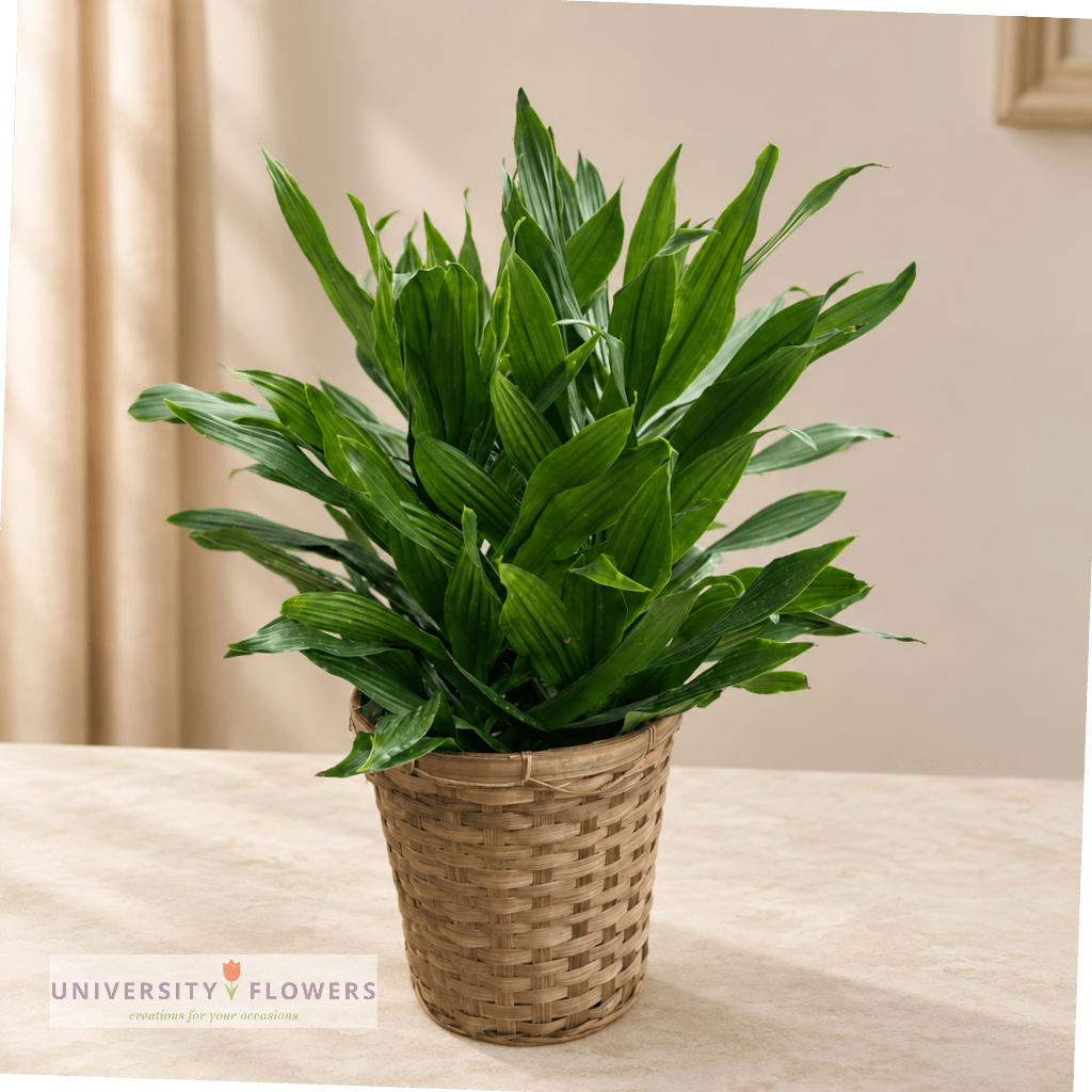 Potted green plant in a woven basket planter