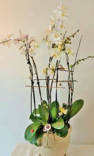 Tall orchid arrangement in a beige pot with white blooms and green leaves