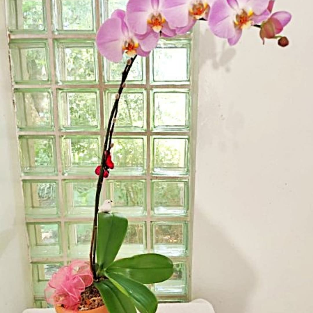 Pink orchid plant in a pot with a tall arching stem