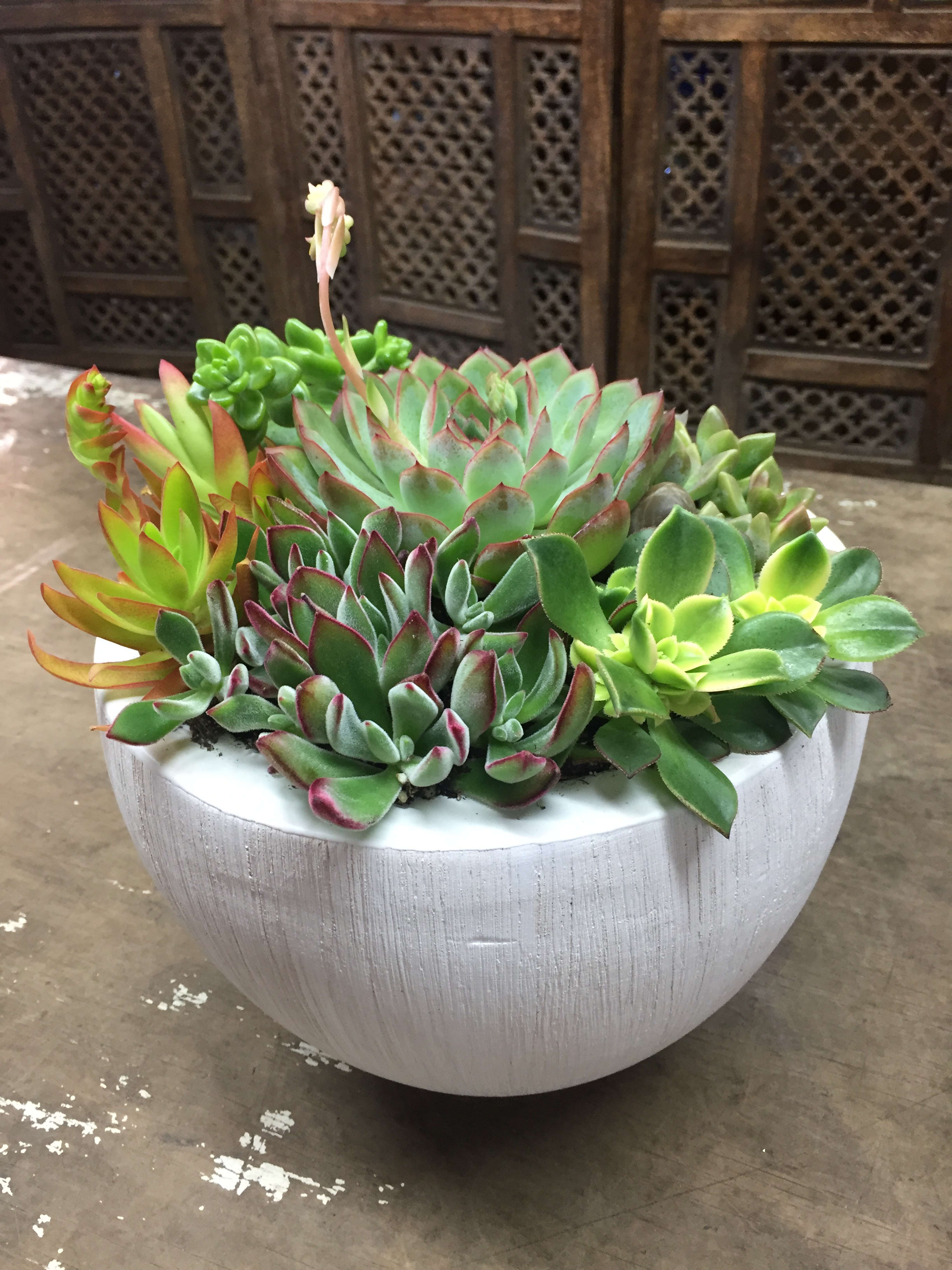 Succulent arrangement in a white bowl planter