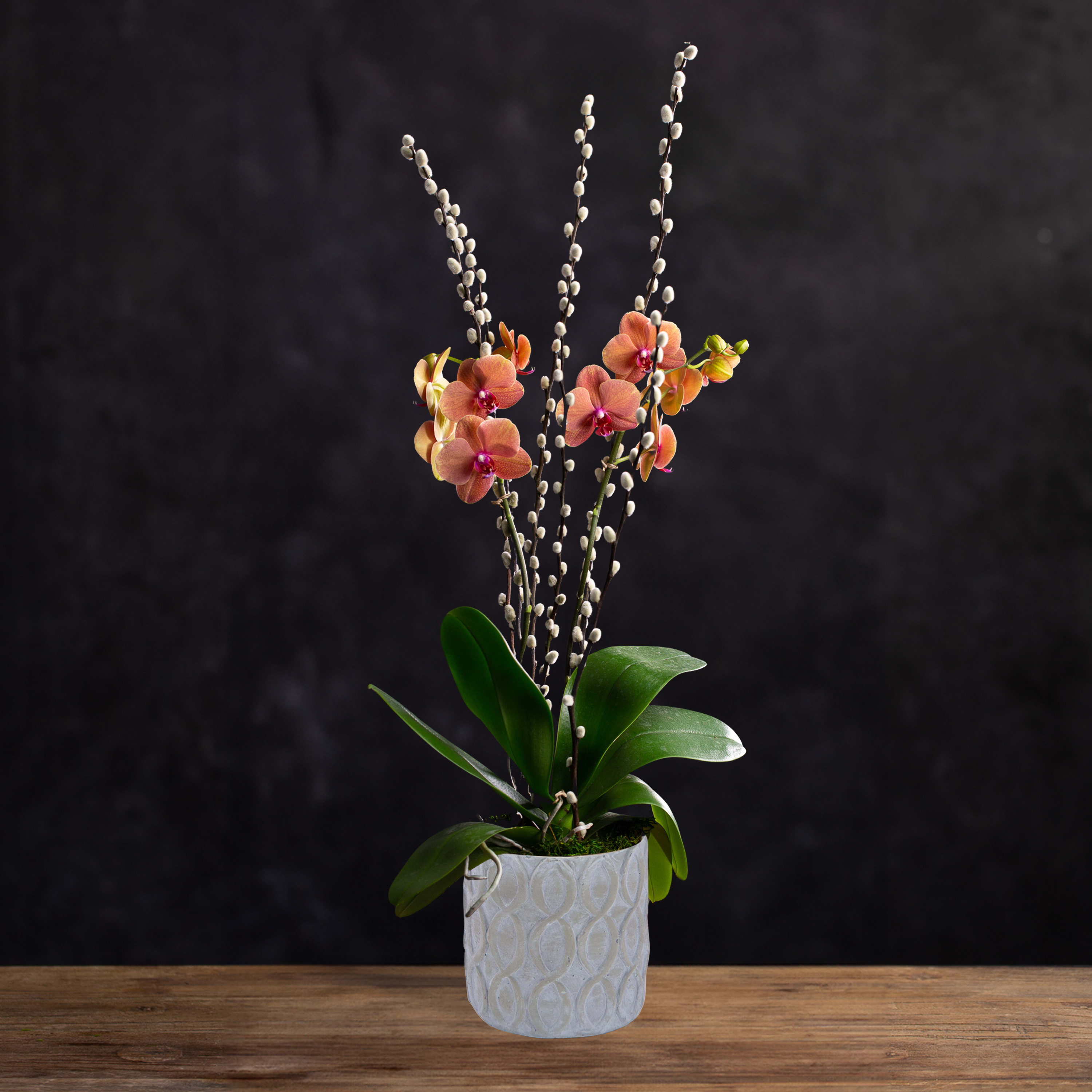 Potted orchid with peach blooms and tall white pussy willow stems