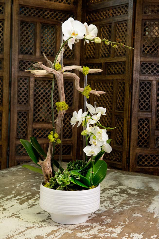 White orchids arranged in a white pot with driftwood and succulents