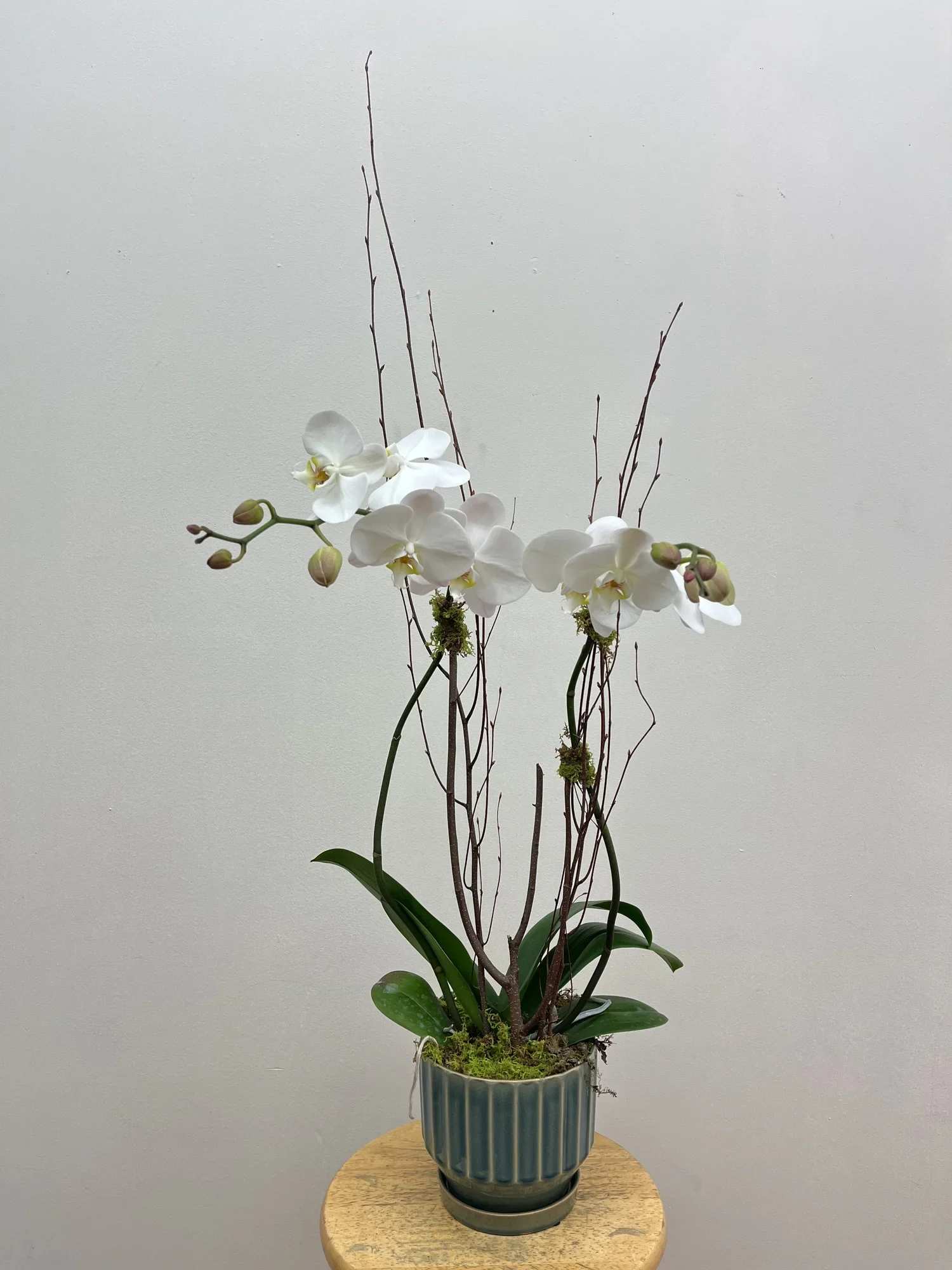 Orchid Plant - A living orchid plant dressed with moss and branches and planted in a neutral container. Color requests can be made but supply is limited.