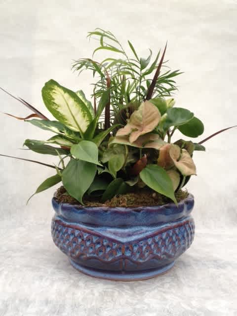 Mixed green houseplants arranged in a blue ceramic planter