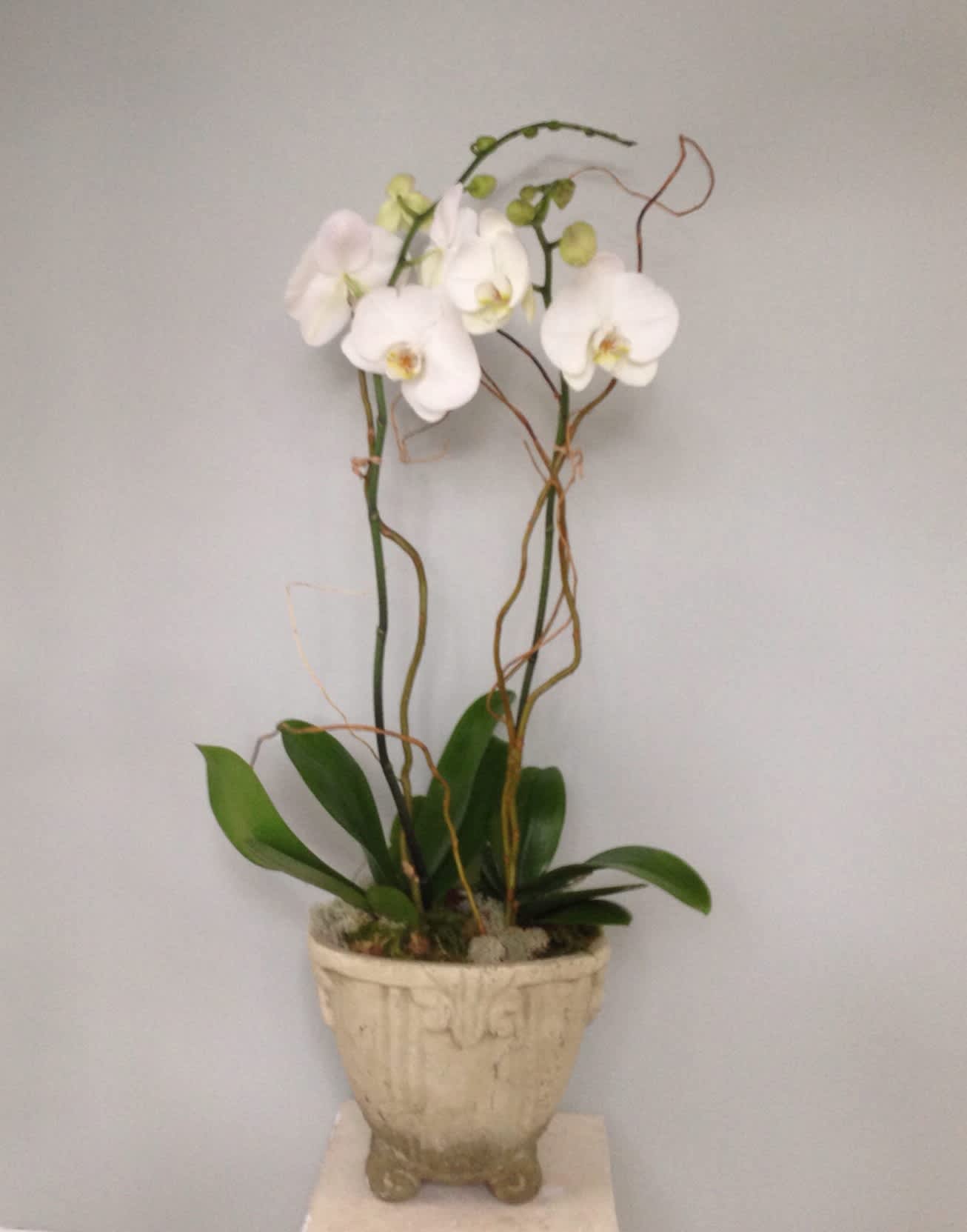 White orchid plant in a decorative beige pot