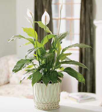 Potted peace lily with white blooms in a decorative planter
