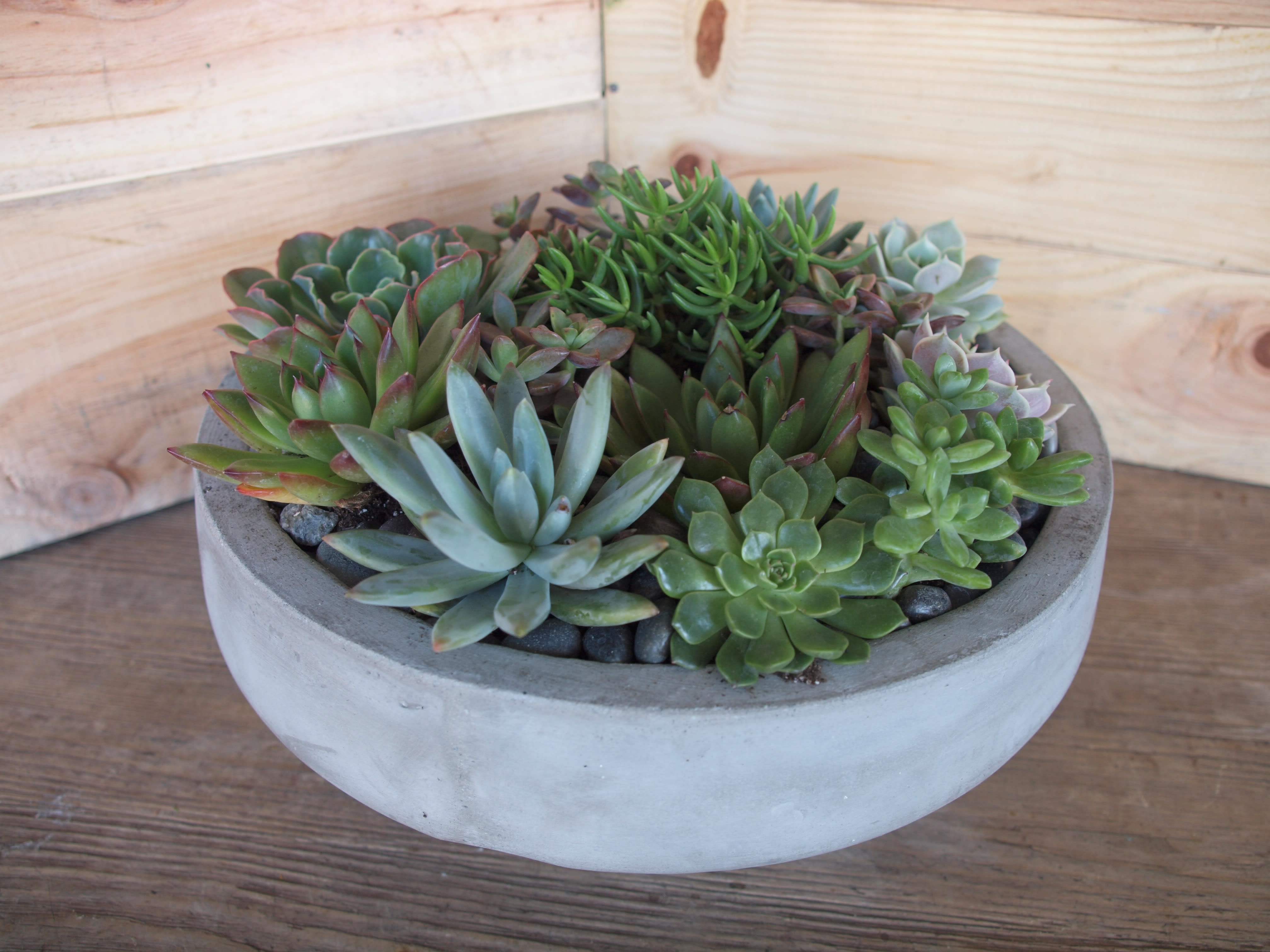 Succulent arrangement in a round concrete bowl
