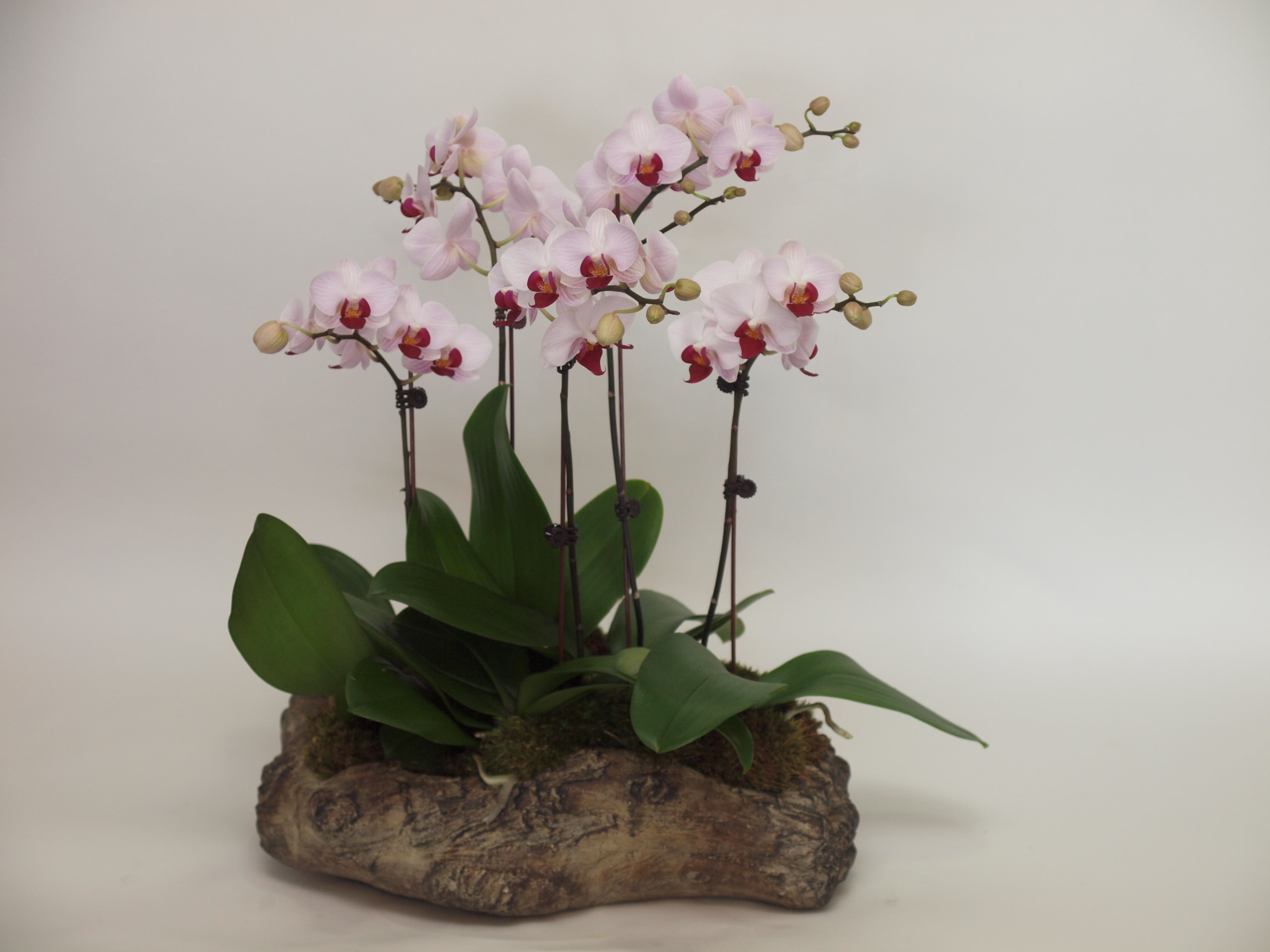 Pink orchids arranged in a rustic bark planter