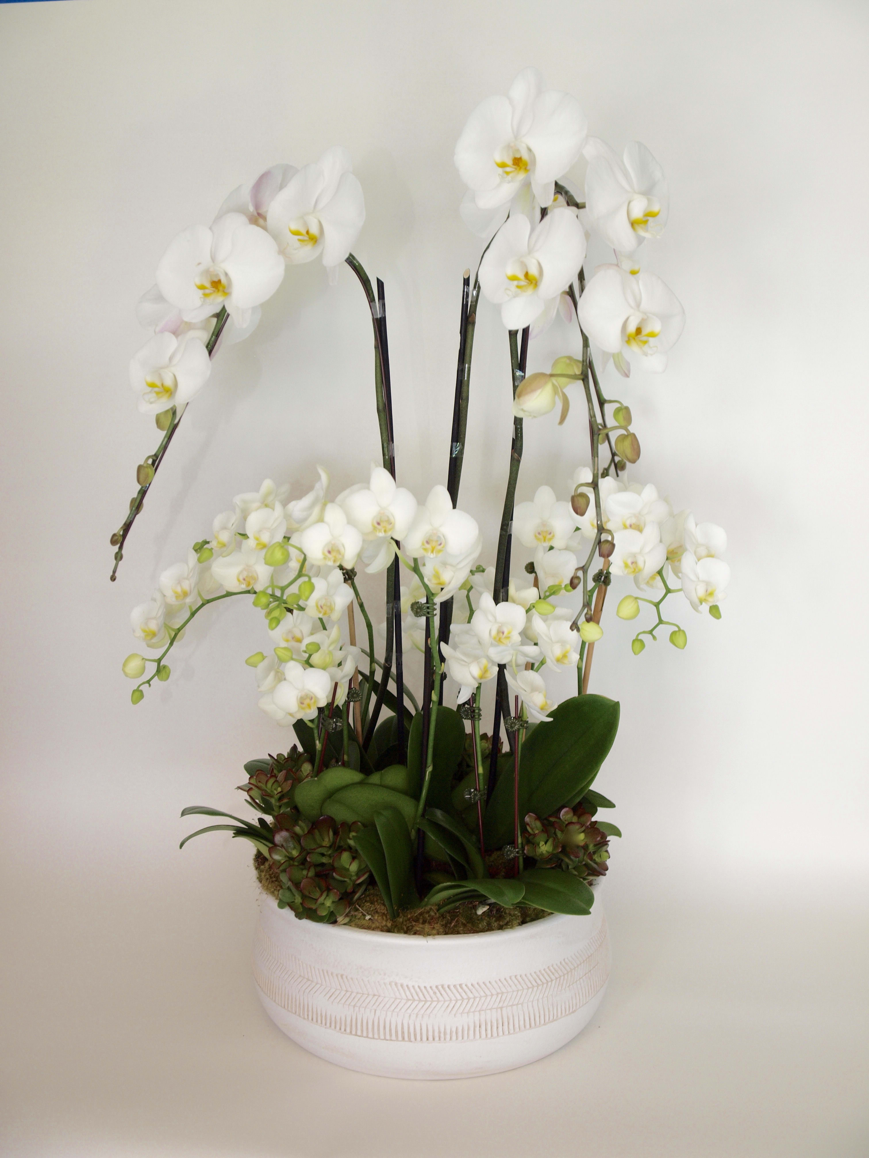 White orchid arrangement in a round white planter