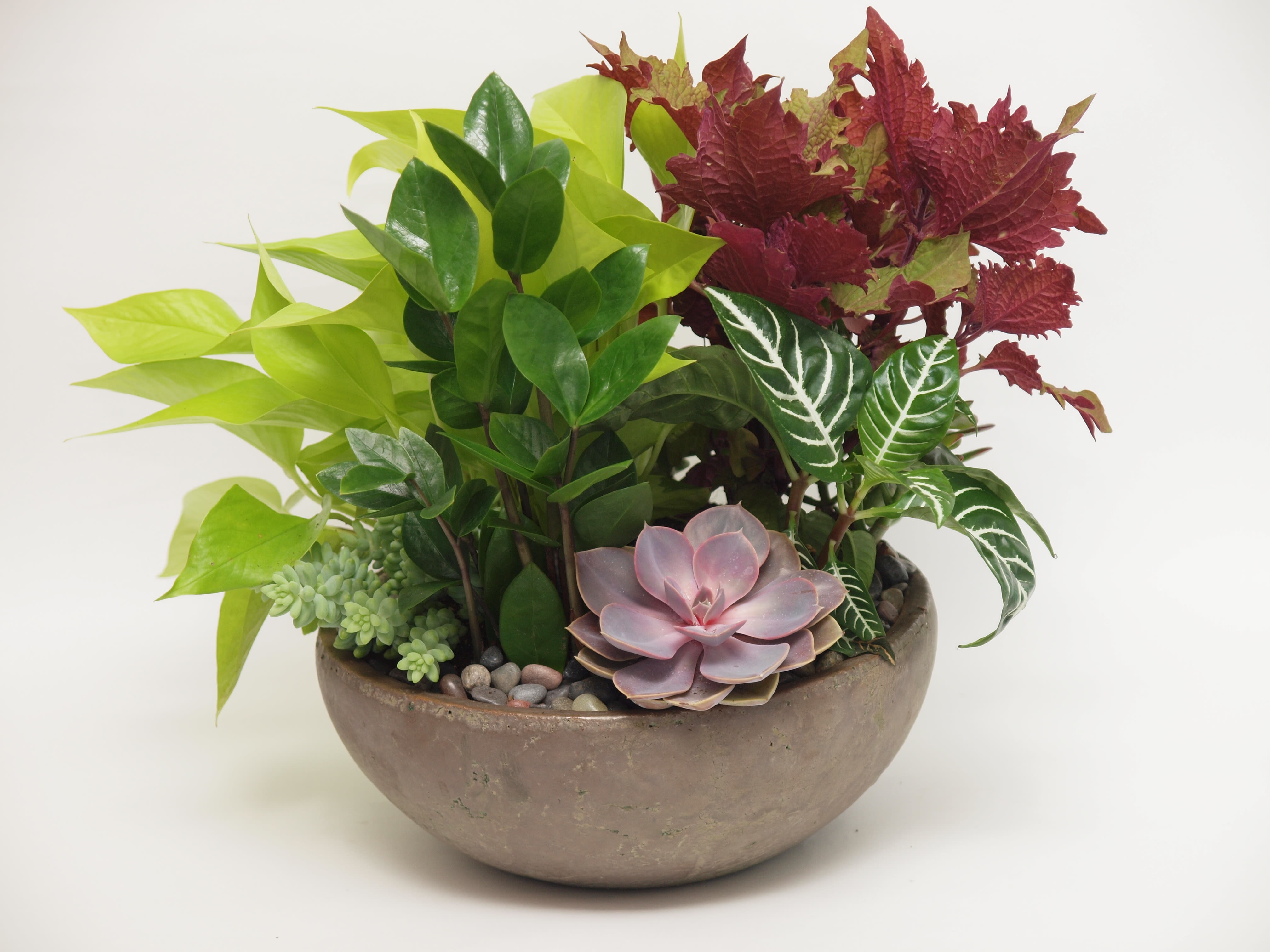Mixed succulent and foliage arrangement in a round bowl planter