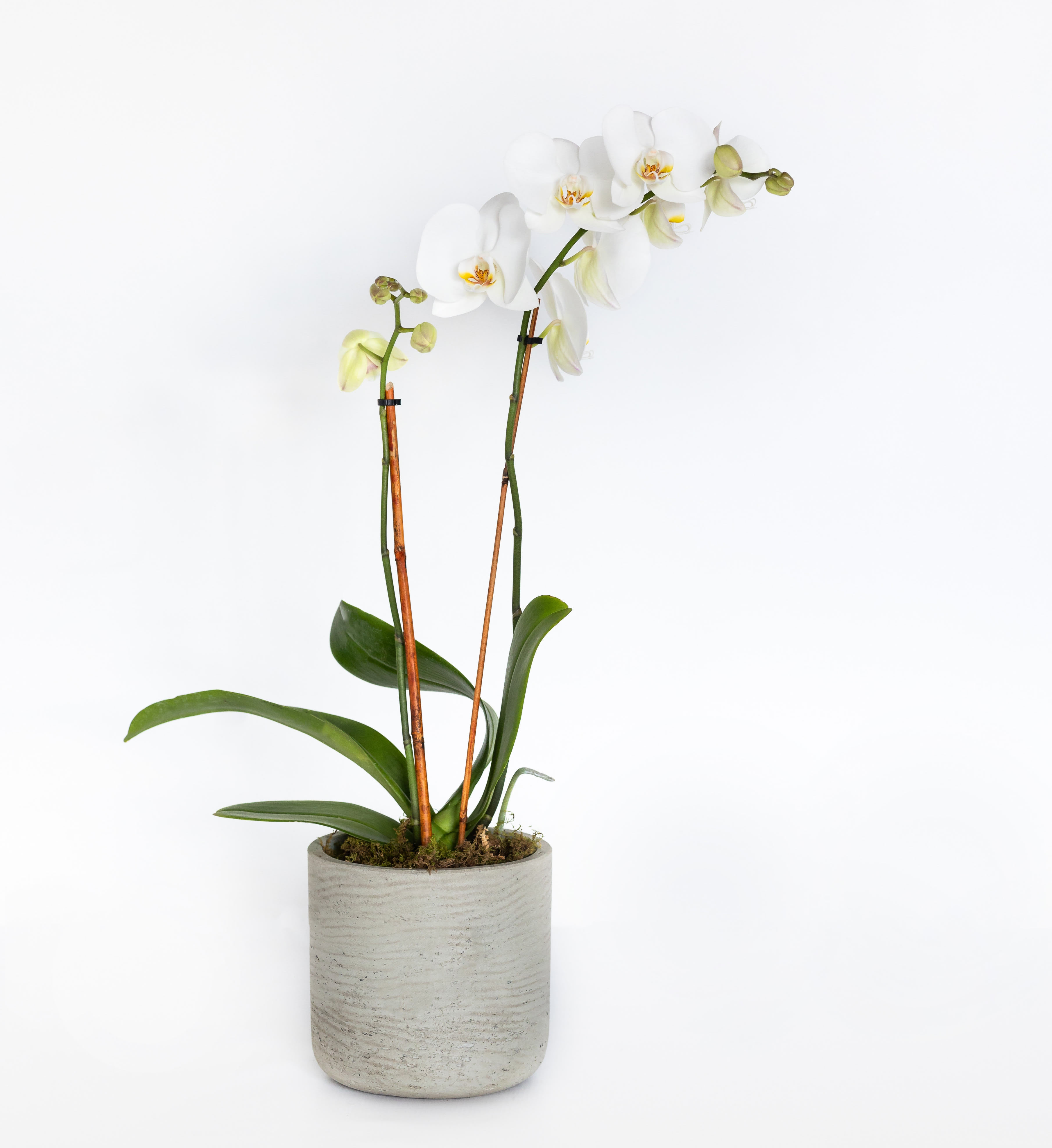 White orchid plant in a gray ceramic pot