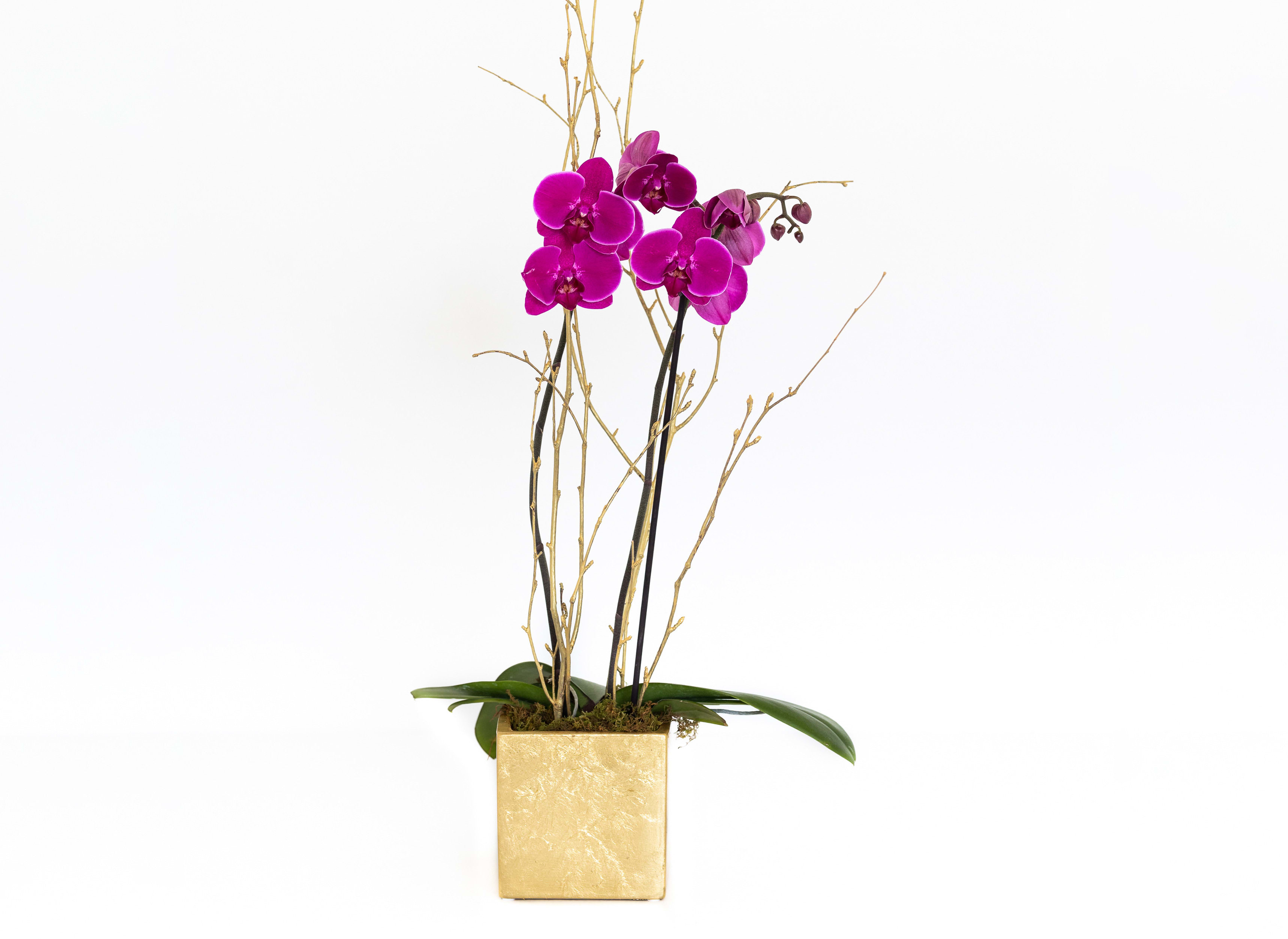 Magenta orchids in a gold square planter with tall decorative branches