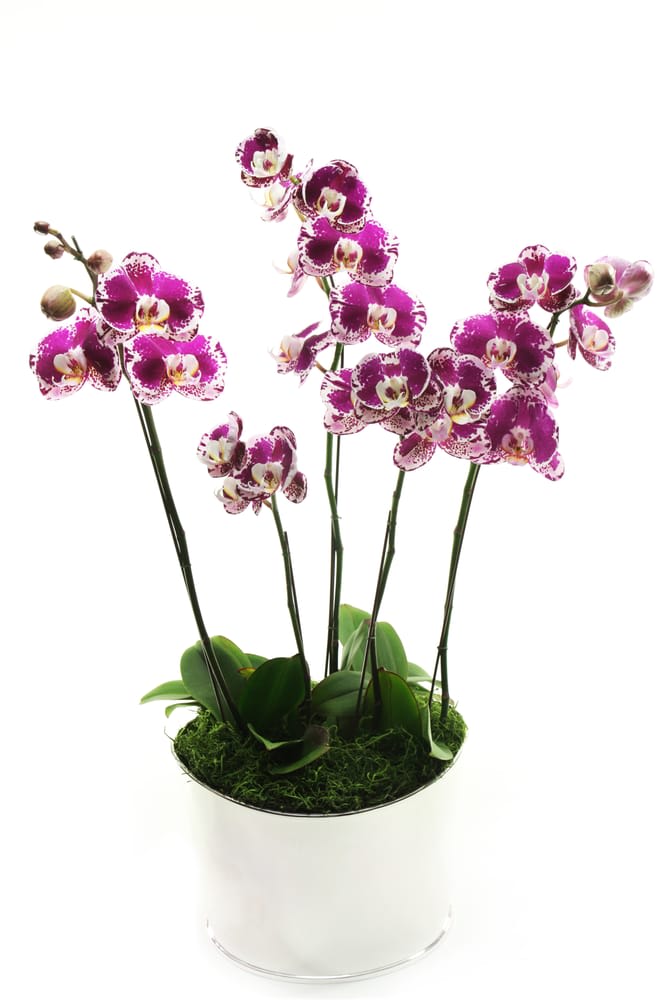 Potted purple and white orchid plant with multiple stems in a white container