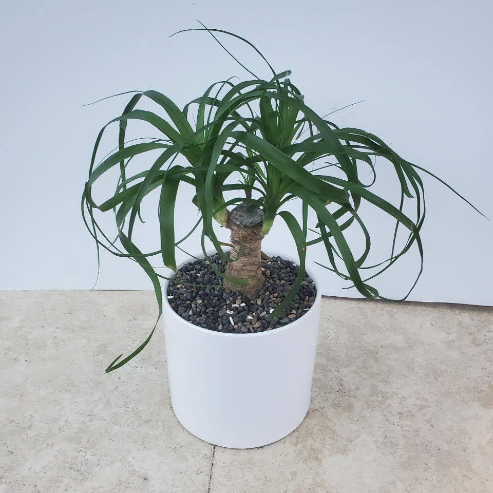 Potted ponytail palm in a white planter with decorative stones