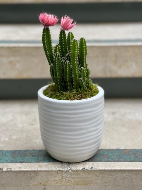 Potted cactus with two pink blooms in a white ceramic pot