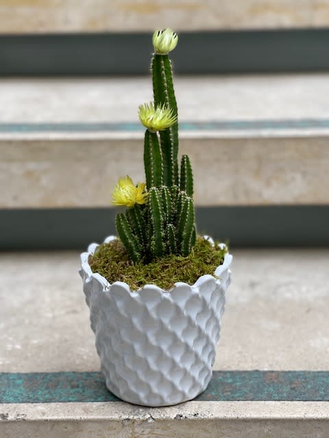 Potted cactus arrangement with small yellow blooms in a white textured planter