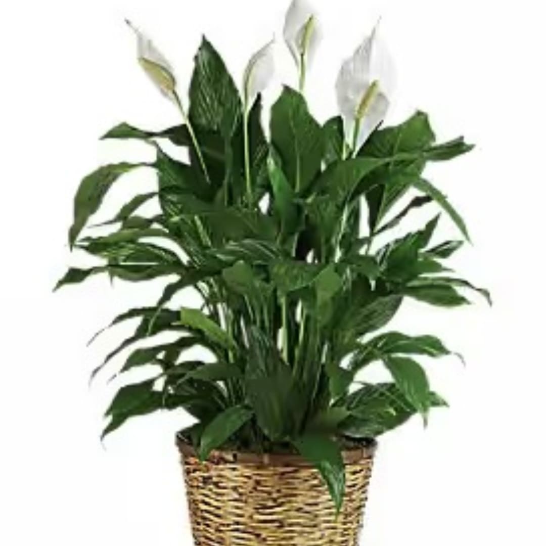 Potted peace lily plant with white blooms in a woven basket