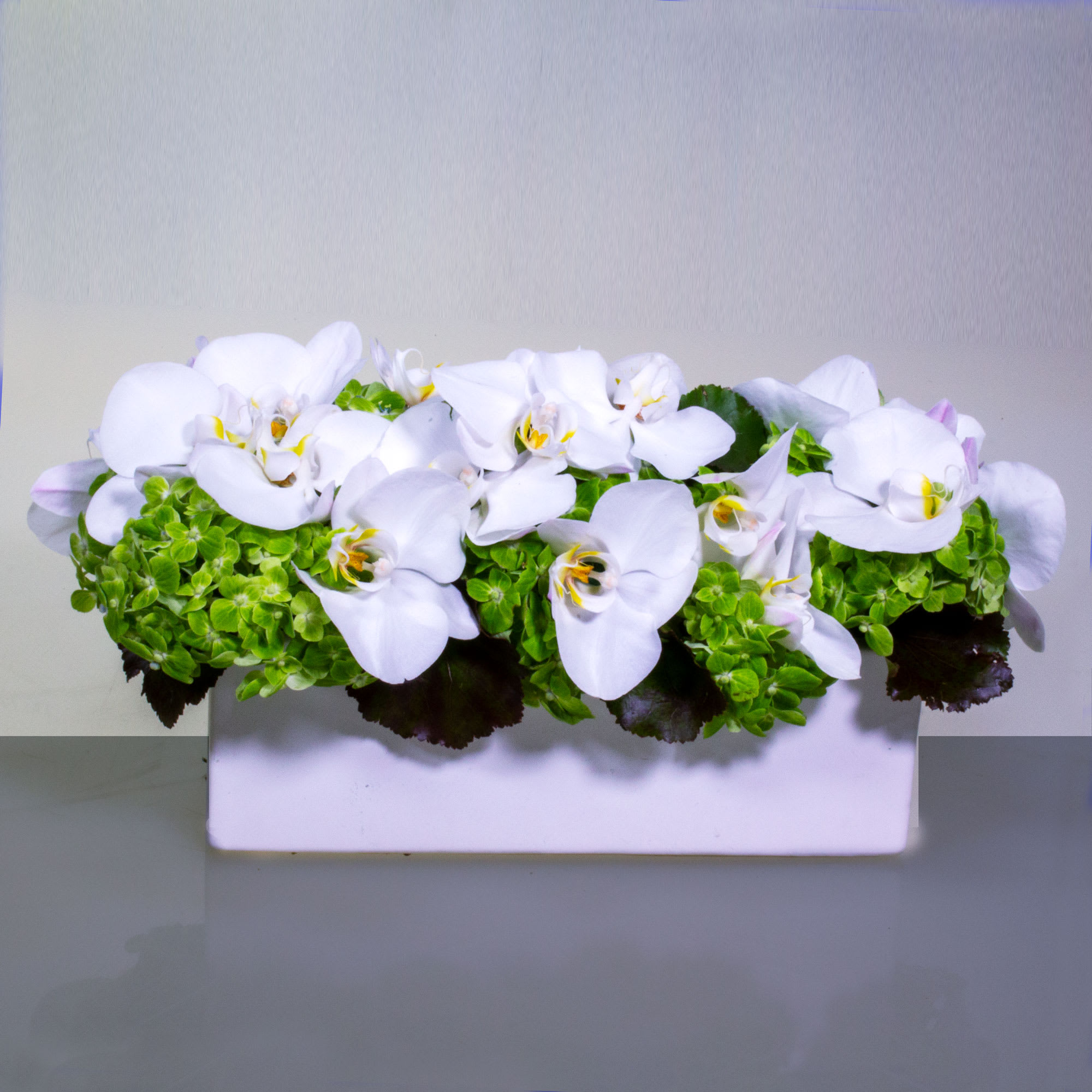 Simply Tasteful  - Over one Dozen Soft white Orchids in a modern Rectangular Box from My Beverly Hills Florist. This delicate design is an ideal addition to any table, and it works as an excellent gift for all occasions,  Box Approx. 12" long and 5" tall Standard as shown