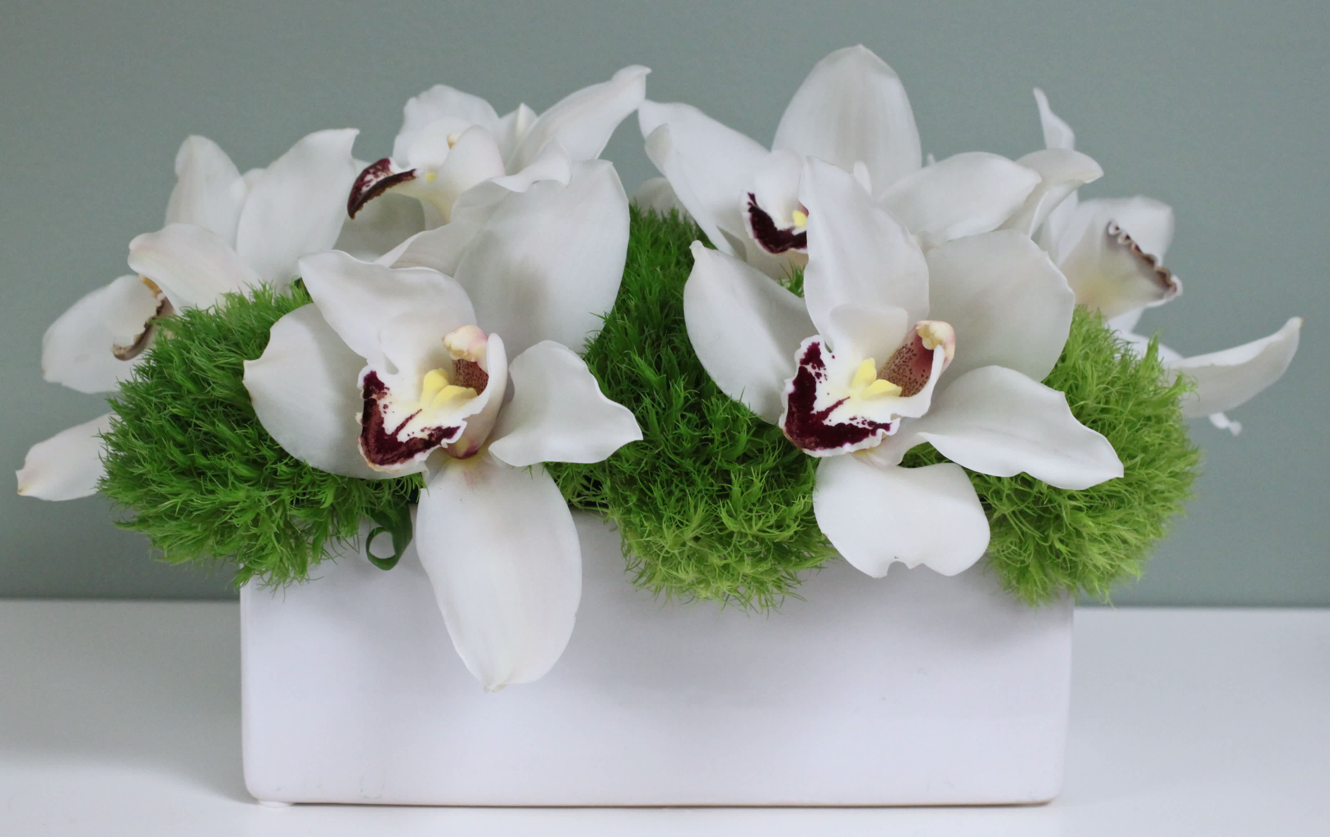 Debonair - Pasadena Florist - Beverly Hills Florist presents this beautiful desktop arrangement of white Orchids with green Moss Balls in a rectangular ceramic container. This soothing design is sure to enliven any desk or table. 