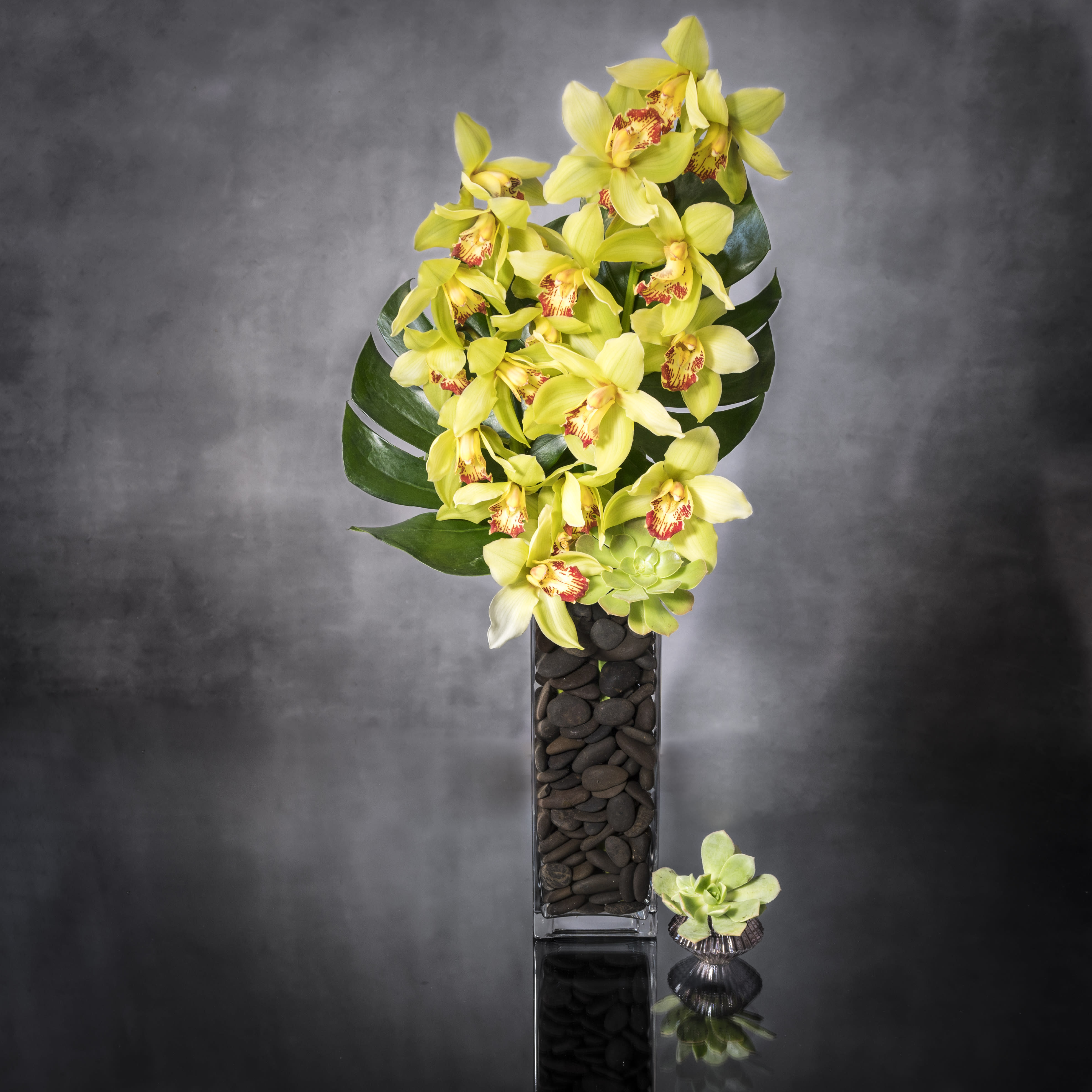 Cym me please! - This pleasant arrangement has the dimensions of: a head of 18" and a height of 25". The design features 2 stems of green Cymbidium Orchids and monstera leaves with a succulent in  a black pebble lined vase.  Standard : 2 Stems Deluxe: 4 Stems Premium: 6 stems