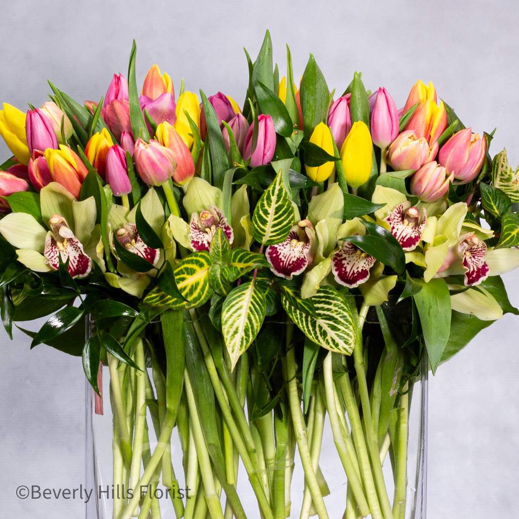 100 Colors of Tulip Joy - With our same-day delivery service available throughout the Los Angeles area, you can surprise your loved ones with this enchanting gift on any occasion, whether it's a birthday, anniversary, or simply to brighten their day.  Capture the essence of spring with our exclusive offer from Beverly Hills Florist: vibrant tulips arranged in a stylish glass vase adorned with Orchids and decorative sand. This stunning arrangement bursts with color and vitality, featuring an exquisite assortment of tulips in various hues, creating a mesmerizing display that radiates joy and warmth. Handcrafted with care by our skilled florists, each tulip is meticulously arranged to perfection, ensuring a breathtaking centerpiece that will captivate any space.  Order now and let Beverly Hills Florist deliver a touch of springtime magic to your doorstep today Apprx. 15" Wide and 19" Tall  AS SHOWN - Premium