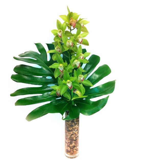 Paradise  - My Sherman Oaks Florist presents a fresh-cut Green Orchid and a wide Mostera leaf in a tall vase. These happy flowers symbolize life, and they are perfect for any celebration.   My Beverly Hills Florist is the premier online florist for Beverly Hills and the surrounding area. Order flowers online from My Beverly Hills Florist and Los Angeles Florist and get free and same day local flower delivery from conveniently located shops in Southern California to Los Angeles, Beverly Hills, Encino, Hollywood, Malibu, Bel Air, Brentwood, Westwood, West Hollywood, Silverlake, Culver City, Hollywood, Atwater Village, Burbank, Sherman Oaks, Calabasas, La Cañada, Flintridge, Pasadena, San Marino, Santa Monica, and Thousand Oaks.