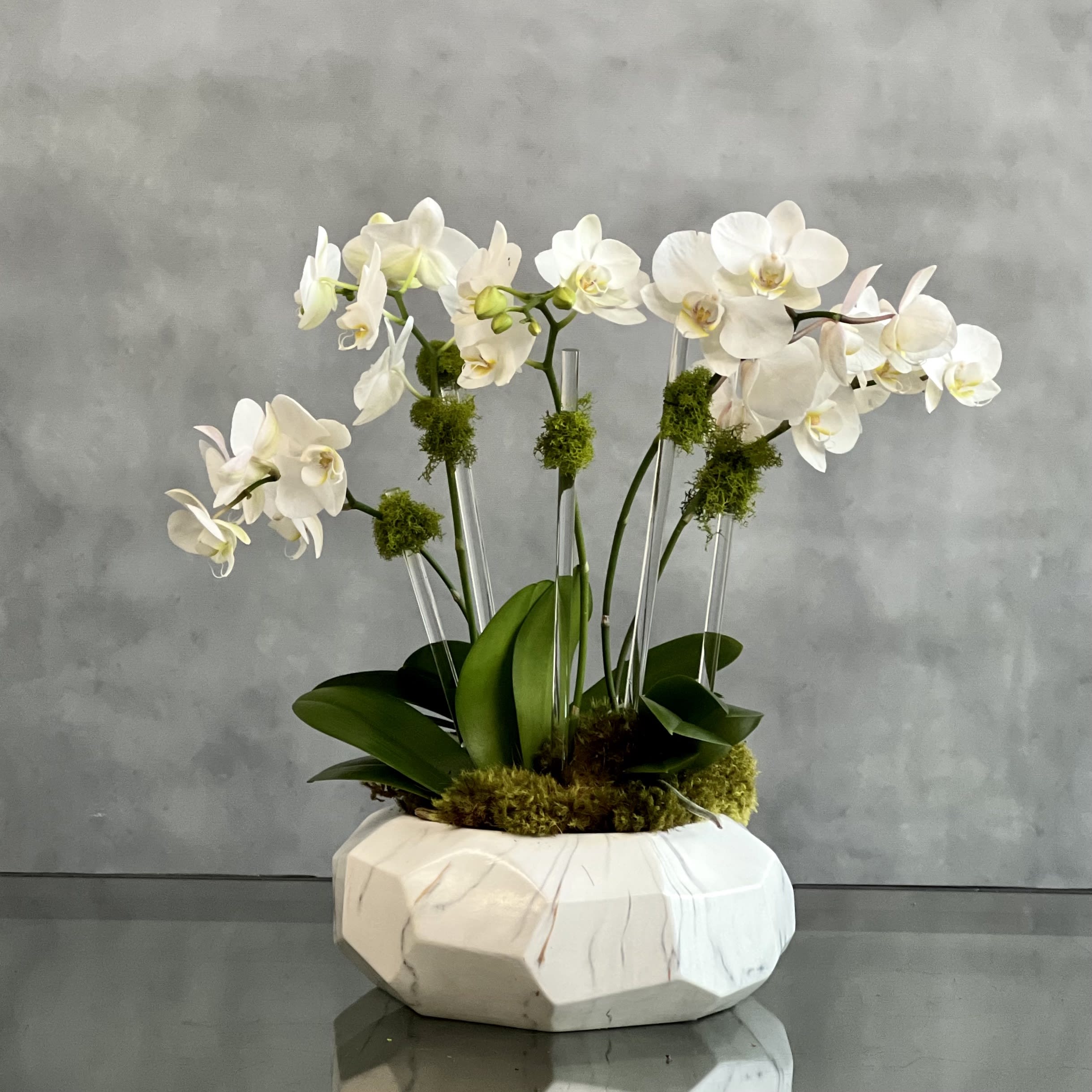 Multi Spike Mini Orchids - 6 Spikes of mini Orchid Plants in a Modern Geometric Container Covered with Mood Moss. Approx. 16" Tall and 11" Wide. 