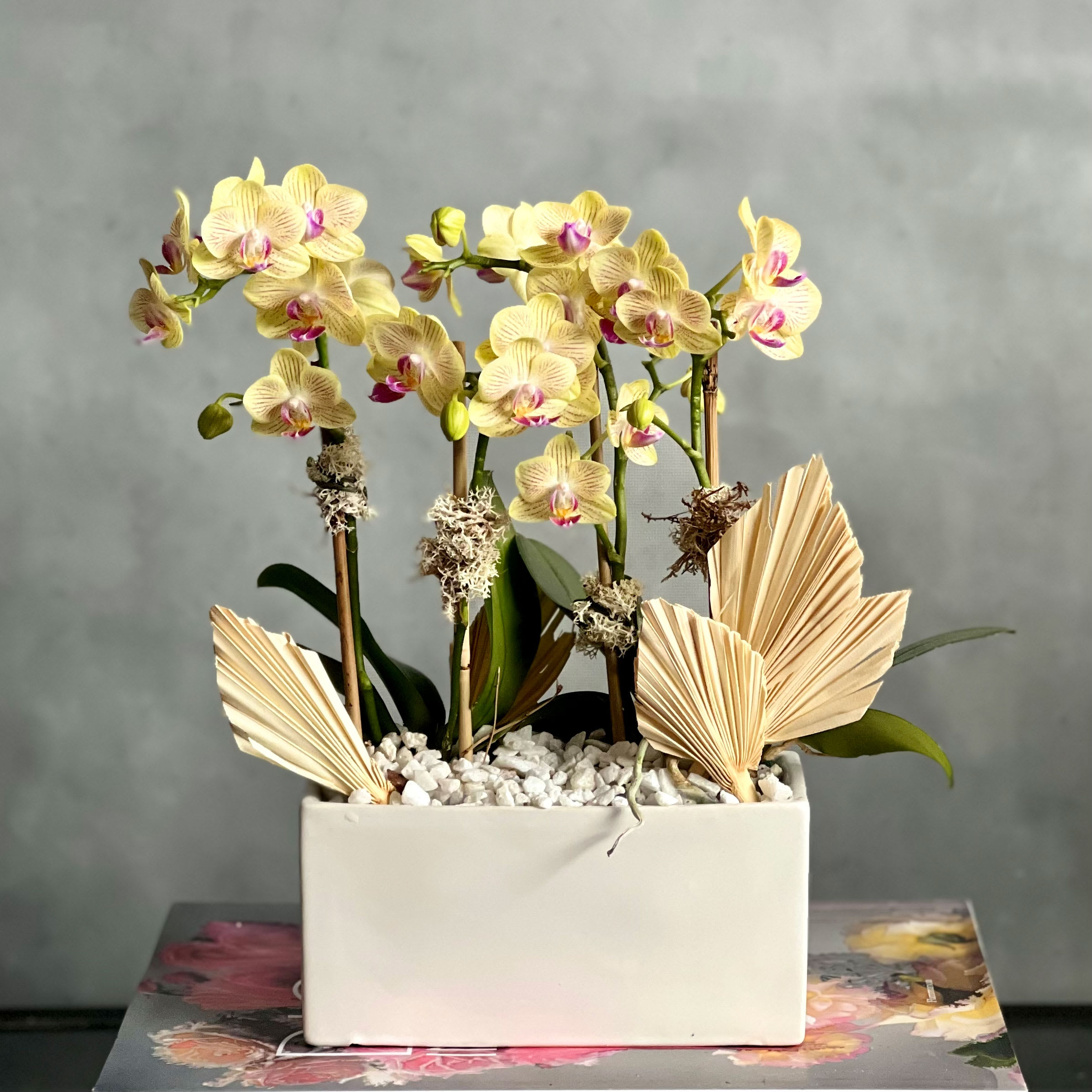 Mini Sunshine  - Our new addition to our potted orchids are ready to bring in a pop of color! Our "Mini Sunshine" is made with  4 spikes of mini orchids in a yellow/green shade. Placed within a short white vase and accented with white stones and dry elements. 