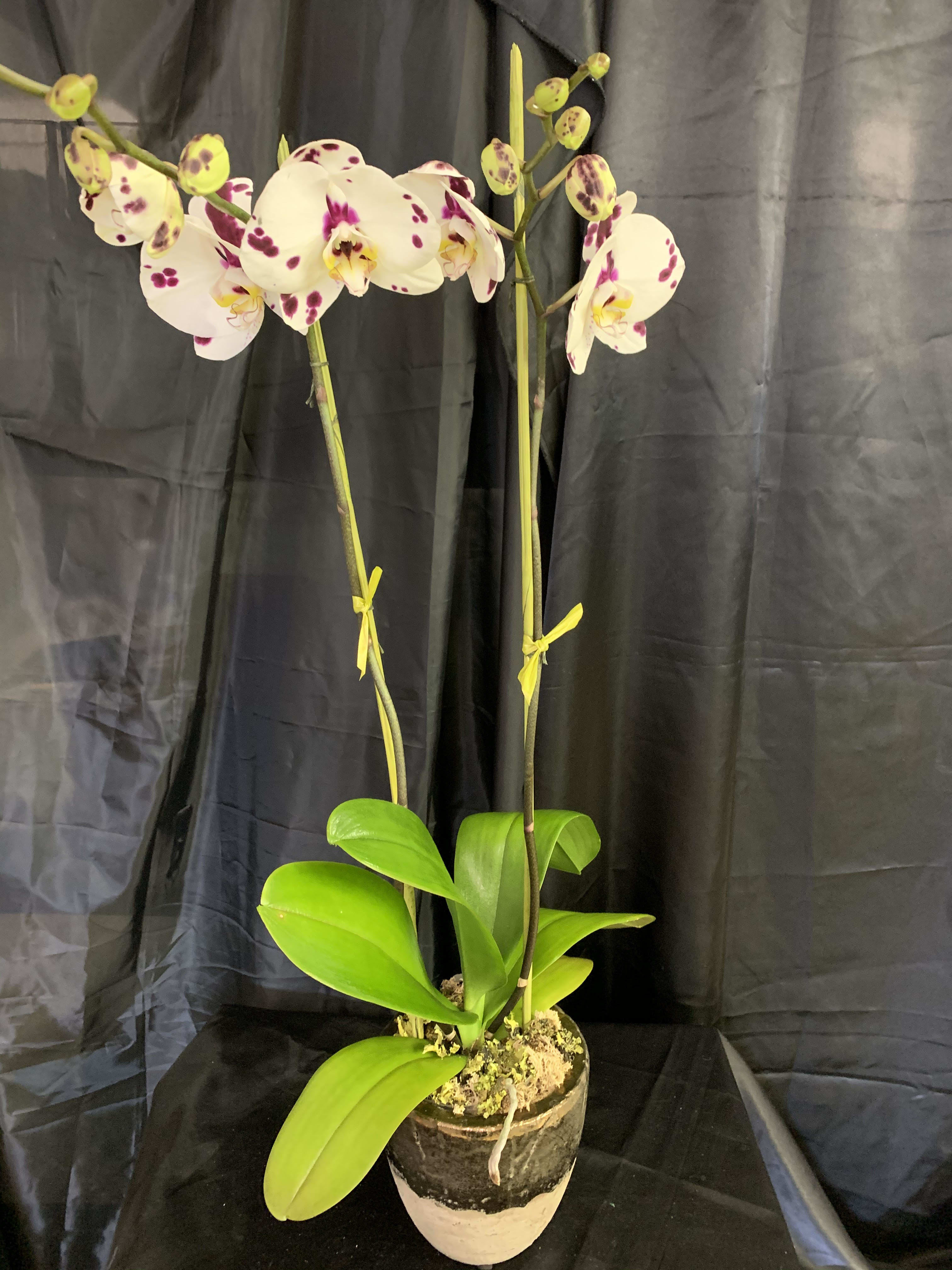 Potted orchid plant with white and purple-spotted blooms