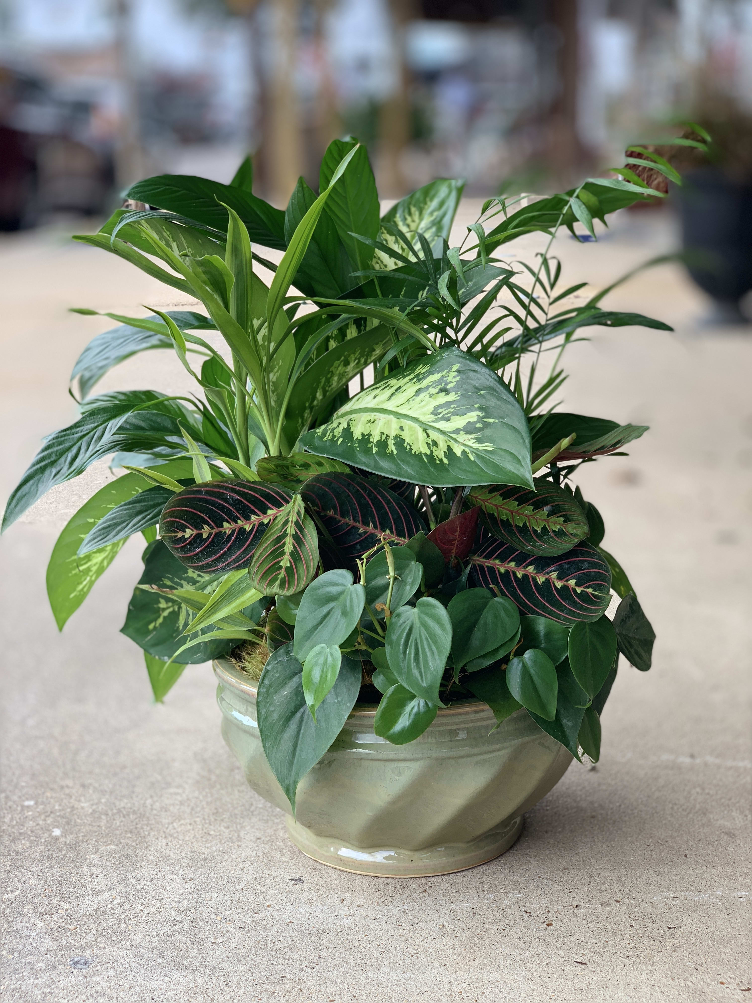Mixed green houseplant arrangement in a ceramic bowl planter