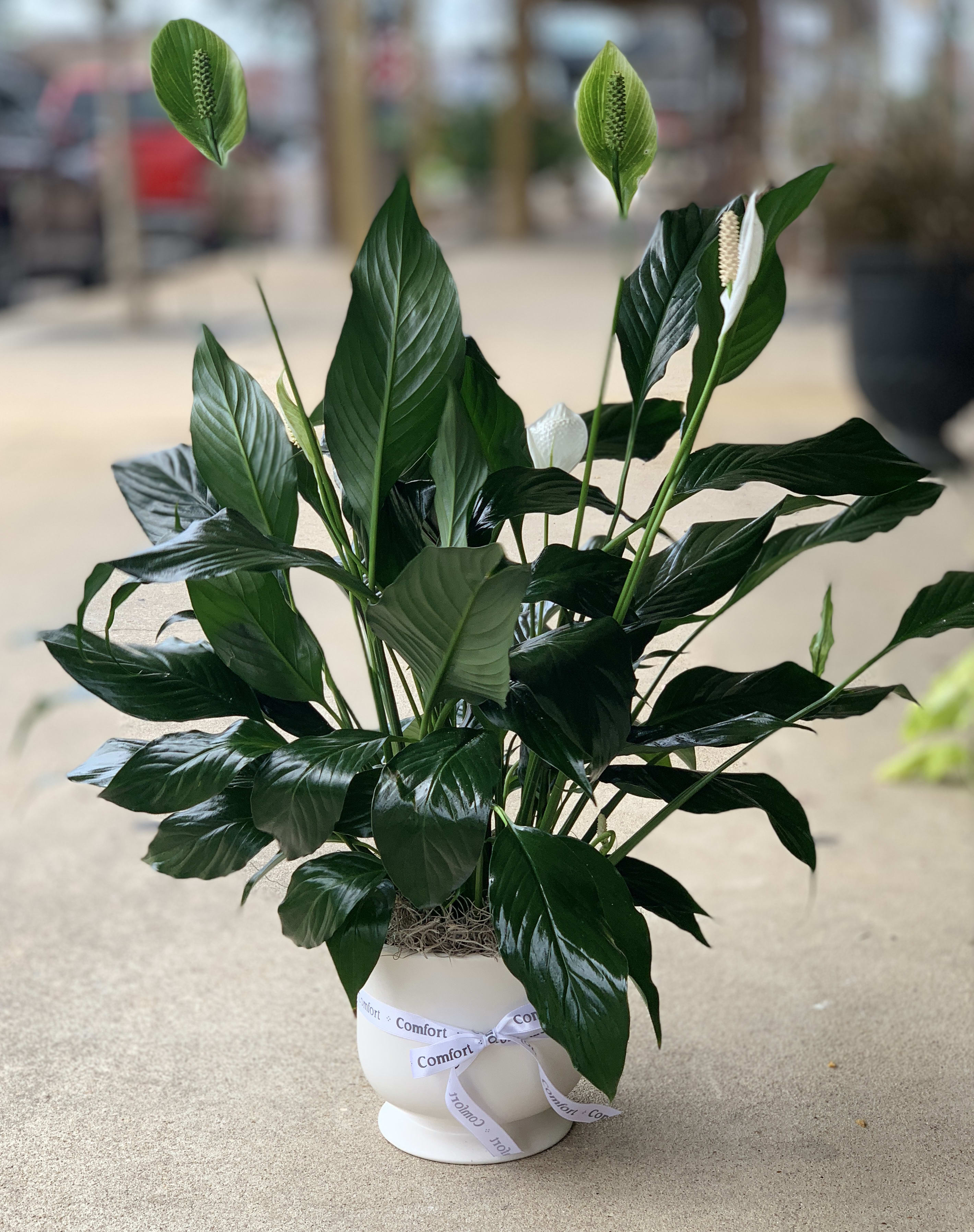 Potted peace lily with white blooms and a ribbon bow