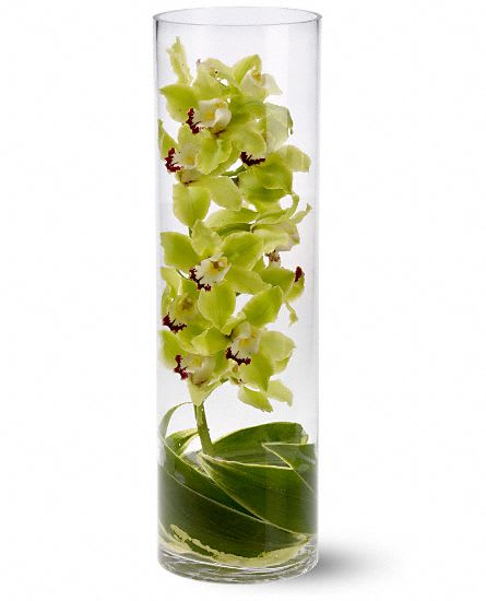 Green orchid stems in a tall clear glass cylinder vase